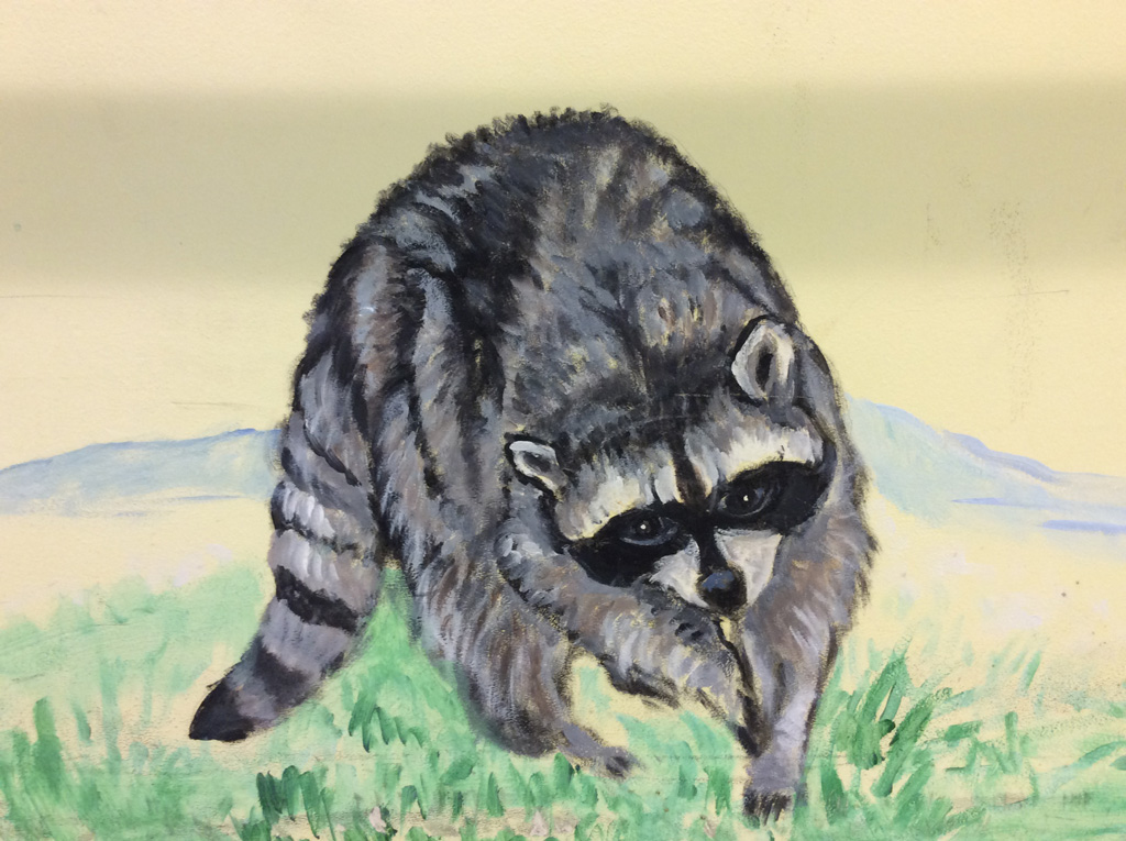 Raccoon-Detail, Greenwoods Care Centre, Salt Spring Island 2012